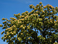 Ailanthus altissima IMG_4828 Bożodrzew gruczołkowaty